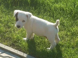 Prodám štěňátko Jack Russel Teriér