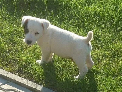 Prodám štěňátko Jack Russel Teriér