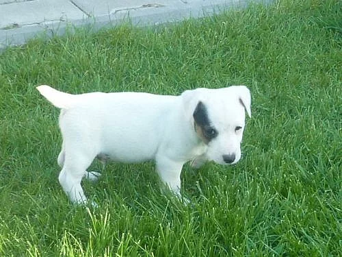 Prodám štěňátko Jack Russel Teriér