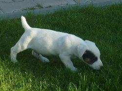 Prodám štěňátko Jack Russel Teriér
