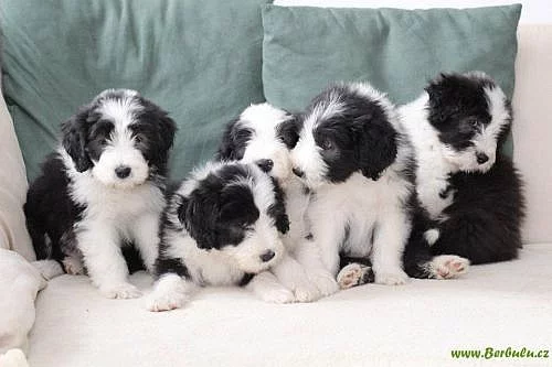 štěňata Bearded Collie - SLEVA