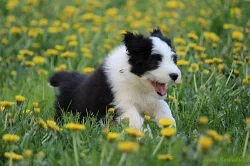 štěňata Bearded Collie - SLEVA