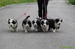 štěňata Bearded Collie - SLEVA