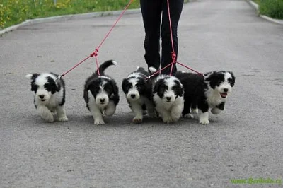 štěňata Bearded Collie - SLEVA
