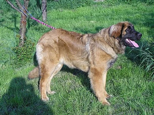Leonberger s PP