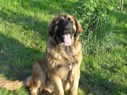 Leonberger s PP