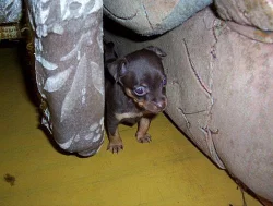 Pražský krysařík