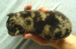 Pražský krysařík