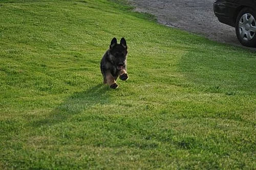 Německý ovčák štěňátka s PP