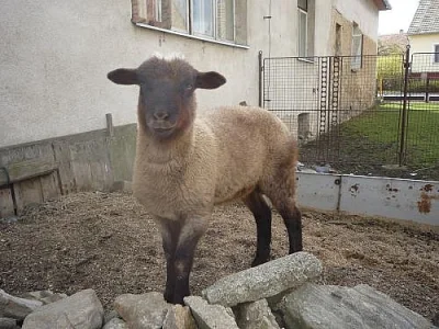 prodám beránka na chov