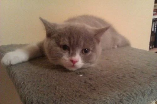 !!BRITSKÝ KOCOUREK S PP ZA SUPER CENU!!