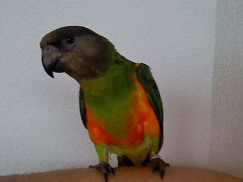 papoušek senegalský