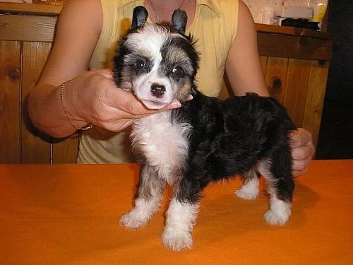 Čínský chocholatý pes