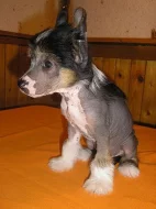 Čínský chocholatý pes