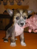 Čínský chocholatý pes