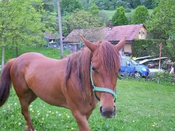 Prodám 2-letou klisničku