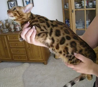 Bengálská kočka - Velmi levně