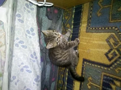 Daruji do dobrých rukou koťátka, stáří cca 9 týdnů