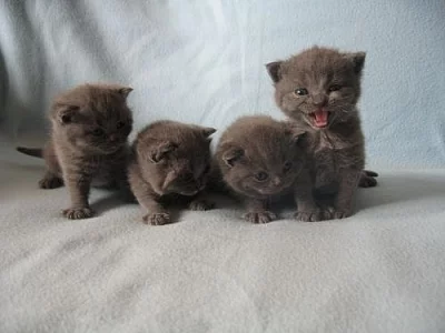 Britská modrá koťátka