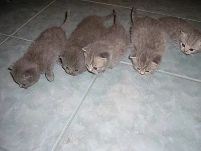 Britská modrá koťátka