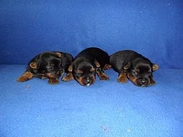 Jorkšírský terier - štěňátka bez pp