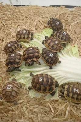 Želva zelenavá, žlutohnědá a vroubená 