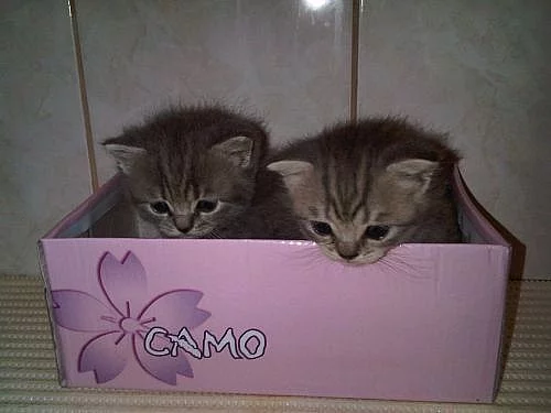 Prodám čistokrevná britská koťátka