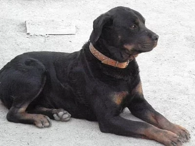 Štěňata rotwailera