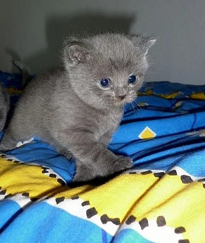 Britská modrá koťátka 