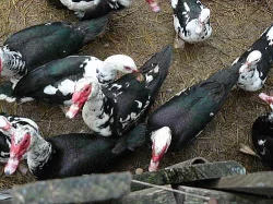 Kačer pižmový bíločerný,poslední 3 kačírci