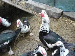 Kačer pižmový bíločerný,poslední 3 kačírci