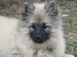 vlčí špic-keeshond