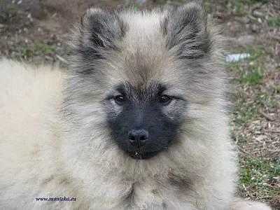 vlčí špic-keeshond