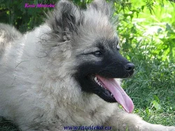 vlčí špic-keeshond