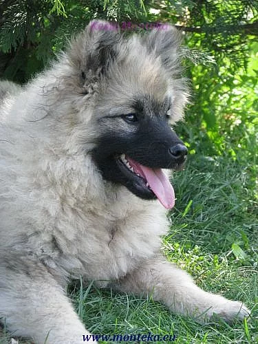 vlčí špic-keeshond