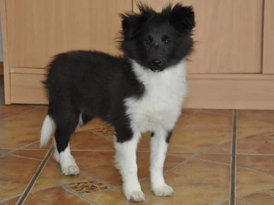 Šeltie-sheltie