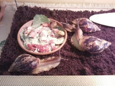 Achatina reticulata