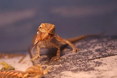 Agama vousatá - mláďata