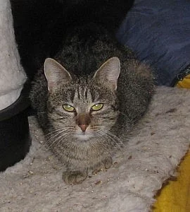 Kočička Debora