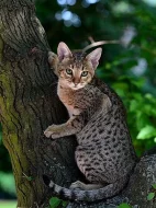 Ocicat kočička a kocourek