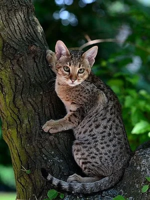 Ocicat kočička a kocourek