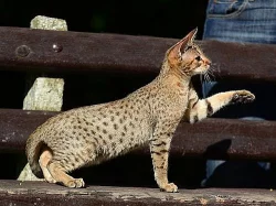 Ocicat kočička a kocourek