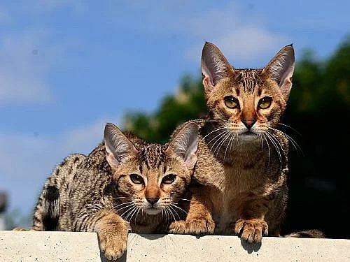 Ocicat kočička a kocourek