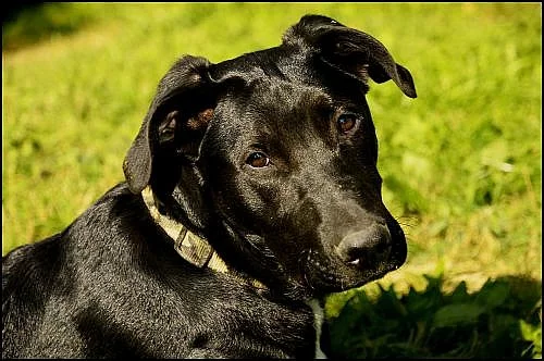 Daruji do dobrých rukou: Roční kříženec Labradora