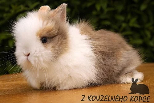 Zakrslí králíčci s teddy genem Lvíčci s VP