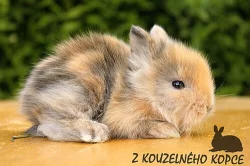 Zakrslí králíčci s teddy genem Lvíčci s VP