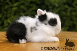 Zakrslí králíčci s teddy genem Lvíčci s VP