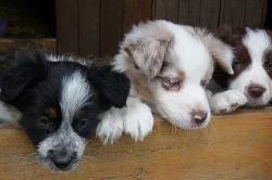 Border collie x australský ovčák