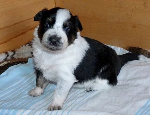Border collie x australský ovčák