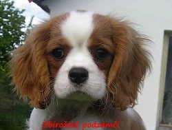 Kavalír king charles španěl s PP